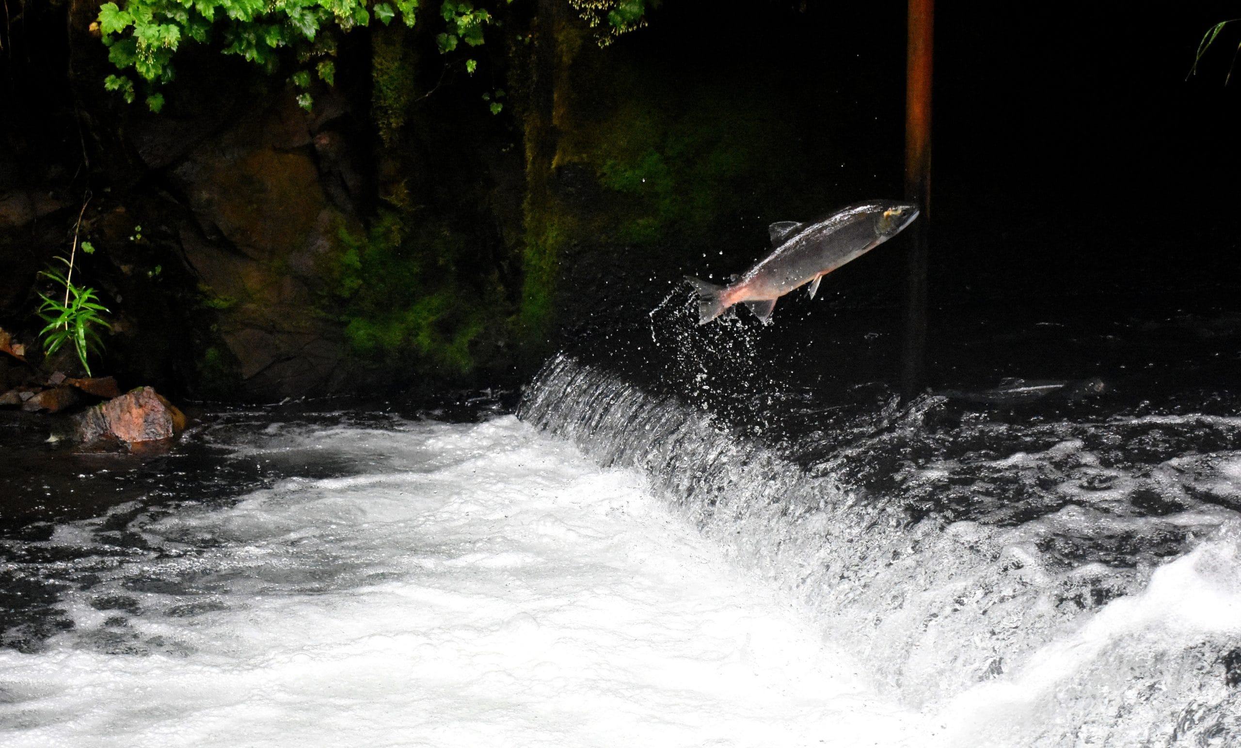 salmon jumping