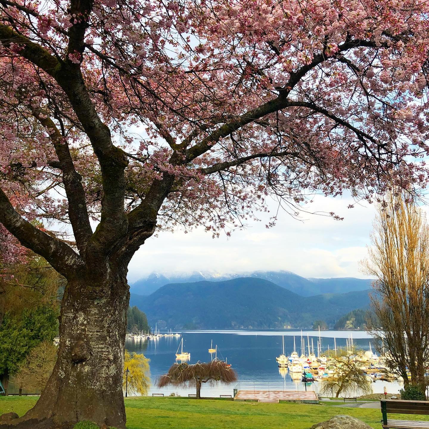 Cherry Blossoms Deep Cove