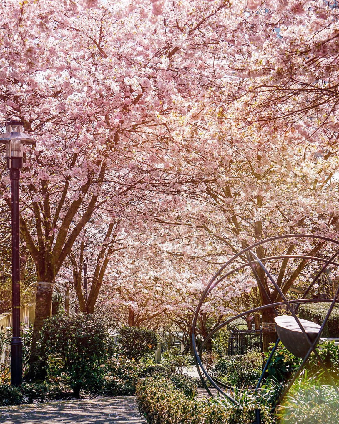 Cherry Blossoms Lower Lonsdale