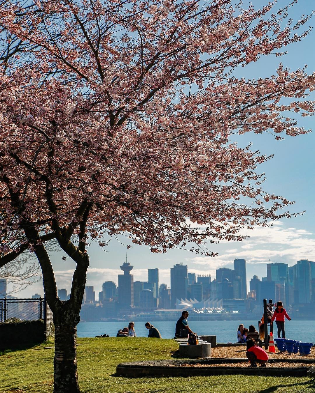Cherry Blossoms Waterfront Park