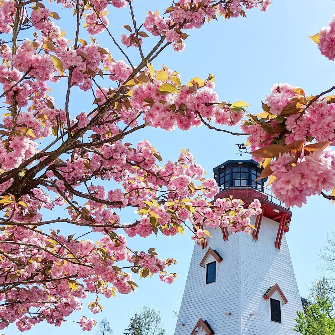 Cherry Blossoms Park Royal