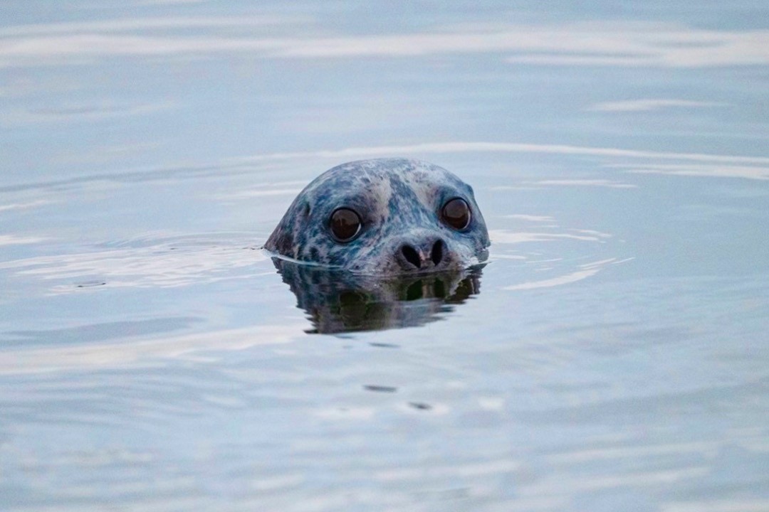 Seal in Horseshoe Bay Vancouver